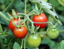 {{brizy_dc_image_alt imageSrc=