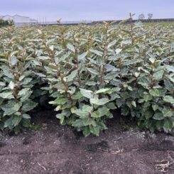 {{brizy_dc_image_alt imageSrc=