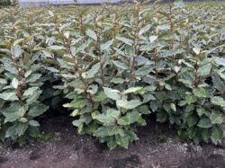 {{brizy_dc_image_alt imageSrc=