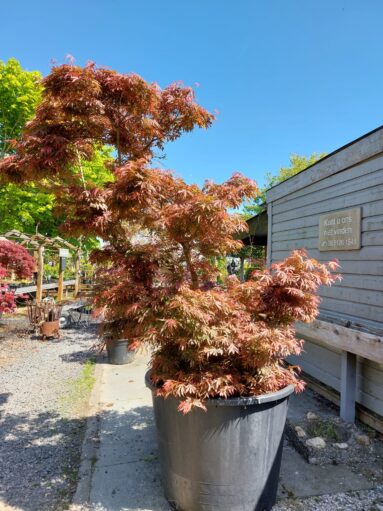 {{brizy_dc_image_alt imageSrc=