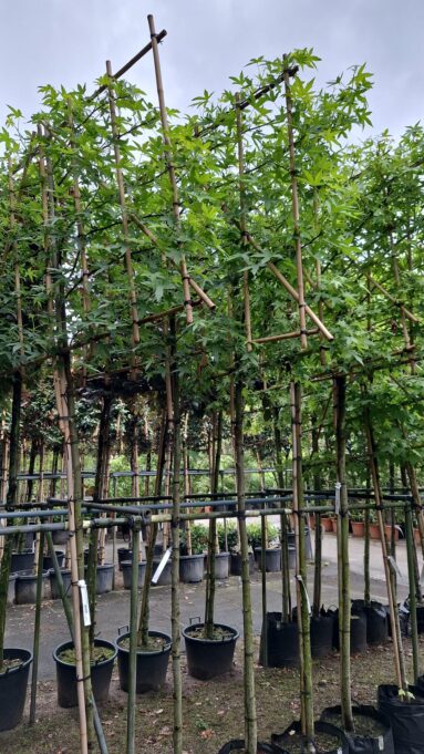 {{brizy_dc_image_alt imageSrc=