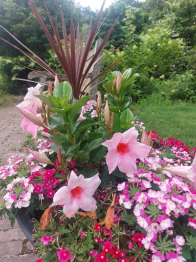 {{brizy_dc_image_alt imageSrc=