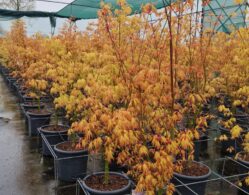 {{brizy_dc_image_alt imageSrc=